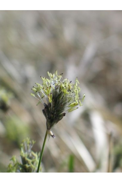 Сеслерия голубая